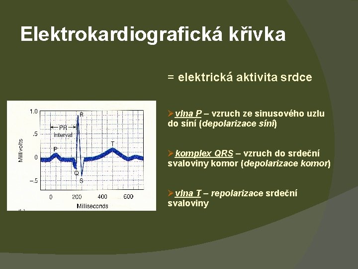 Elektrokardiografická křivka = elektrická aktivita srdce Øvlna P – vzruch ze sinusového uzlu do