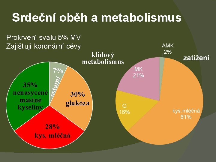 Srdeční oběh a metabolismus Prokrvení svalu 5% MV Zajišťují koronární cévy klidový metabolismus osta