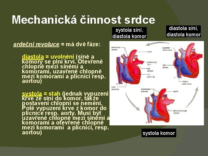 Mechanická činnost srdce systola síní, diastola komor diastola síní, diastola komor srdeční revoluce =