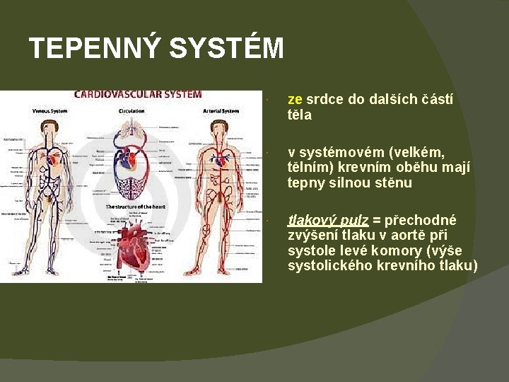 TEPENNÝ SYSTÉM ze srdce do dalších částí těla v systémovém (velkém, tělním) krevním oběhu