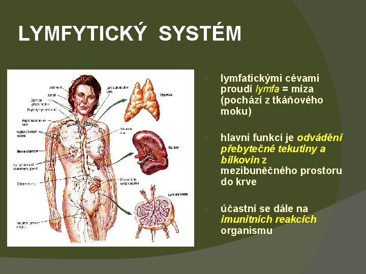 LYMFYTICKÝ SYSTÉM lymfatickými cévami proudí lymfa = míza (pochází z tkáňového moku) hlavní funkcí