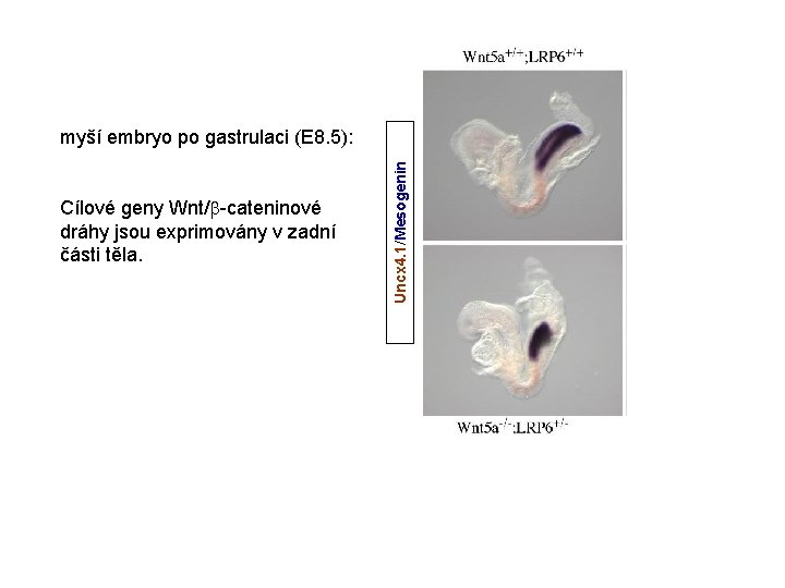 Cílové geny Wnt/ -cateninové dráhy jsou exprimovány v zadní části těla. Uncx 4. 1/Mesogenin