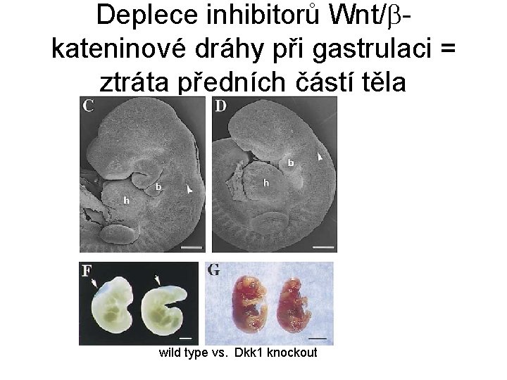 Deplece inhibitorů Wnt/ kateninové dráhy při gastrulaci = ztráta předních částí těla wild type