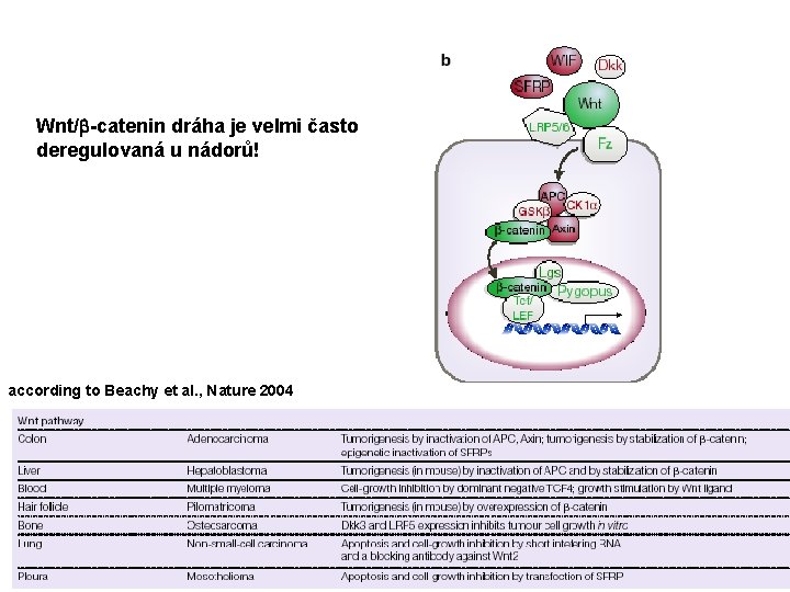Wnt/ -catenin dráha je velmi často deregulovaná u nádorů! according to Beachy et al.