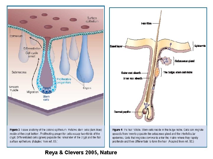 Reya & Clevers 2005, Nature 