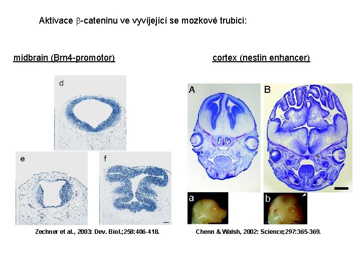 Aktivace -cateninu ve vyvíjející se mozkové trubici: midbrain (Brn 4 -promotor) Zechner et al.