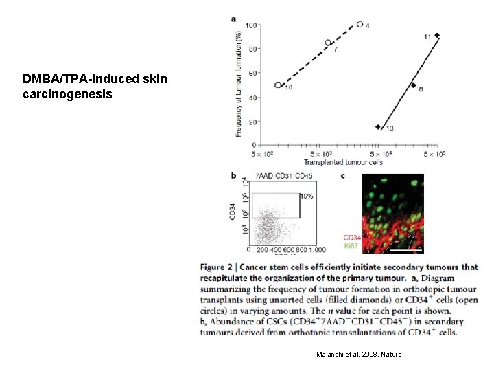 DMBA/TPA-induced skin carcinogenesis Malanchi et al. 2008, Nature 