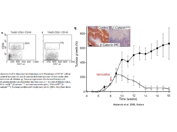 Malanchi et al. 2008, Nature 