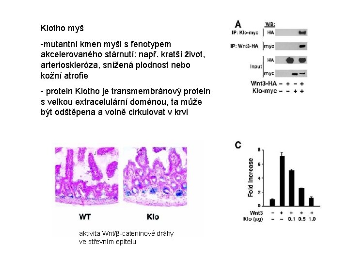 Klotho myš -mutantní kmen myši s fenotypem akcelerovaného stárnutí: např. kratší život, arterioskleróza, snížená