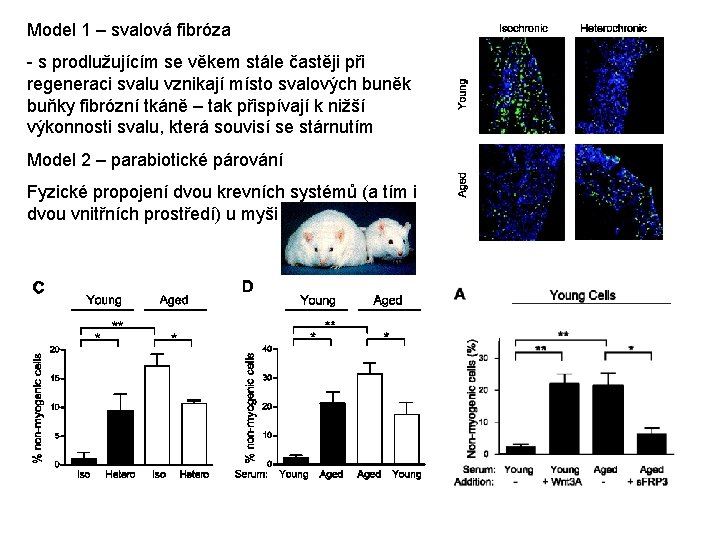 Model 1 – svalová fibróza - s prodlužujícím se věkem stále častěji při regeneraci