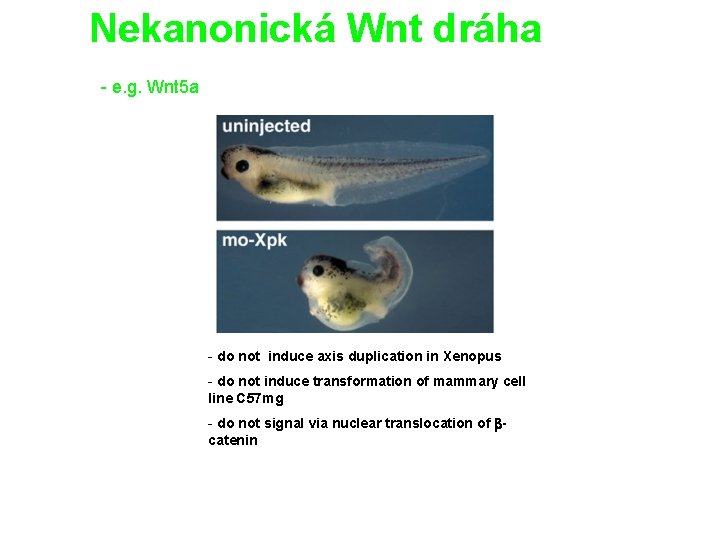 Nekanonická Wnt dráha - e. g. Wnt 5 a - do not induce axis