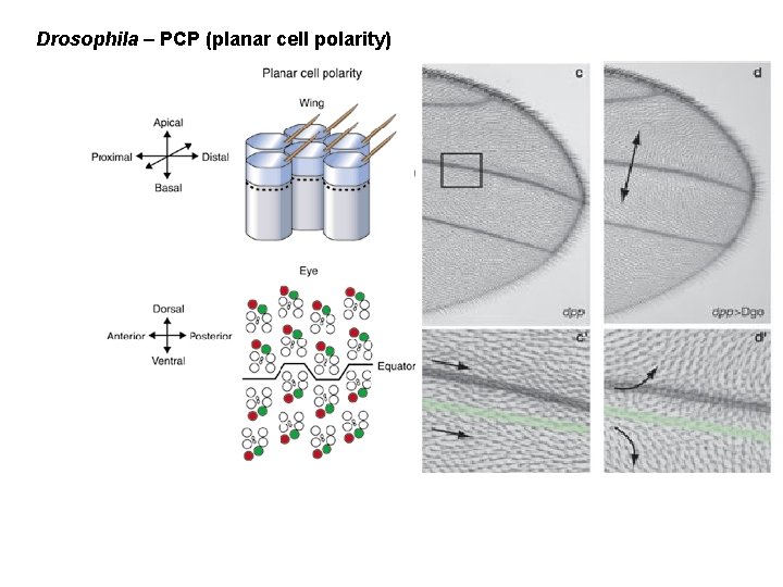 Drosophila – PCP (planar cell polarity) 