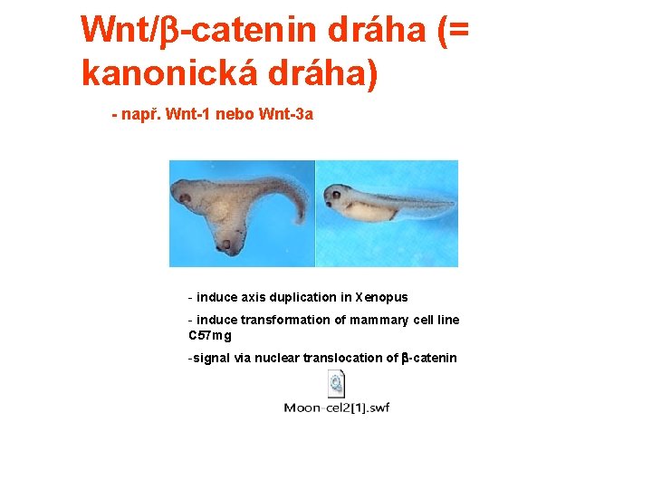 Wnt/ -catenin dráha (= kanonická dráha) - např. Wnt-1 nebo Wnt-3 a - induce