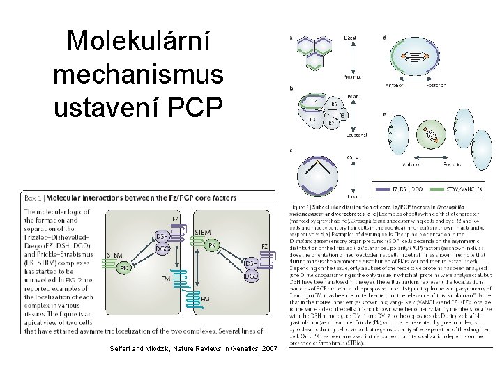 Molekulární mechanismus ustavení PCP Seifert and Mlodzik, Nature Reviews in Genetics, 2007 