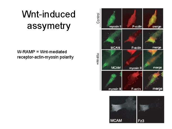 Wnt-induced assymetry W-RAMP = Wnt-mediated receptor-actin-myosin polarity 