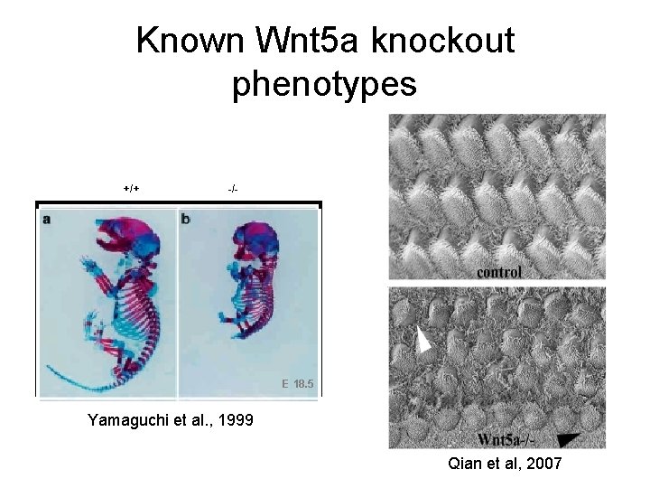 Known Wnt 5 a knockout phenotypes +/+ -/- E 18. 5 Yamaguchi et al.