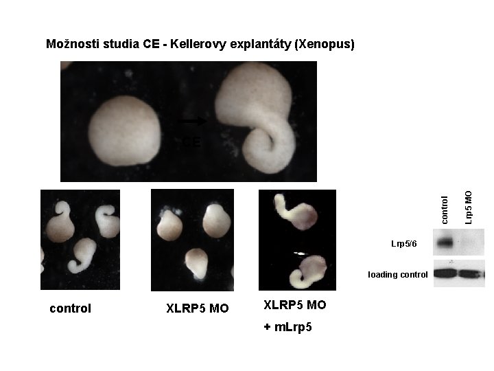 Možnosti studia CE - Kellerovy explantáty (Xenopus) Lrp 5/6 loading control XLRP 5 MO