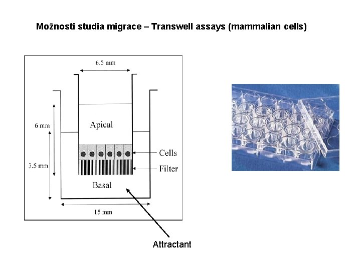 Možnosti studia migrace – Transwell assays (mammalian cells) Attractant 
