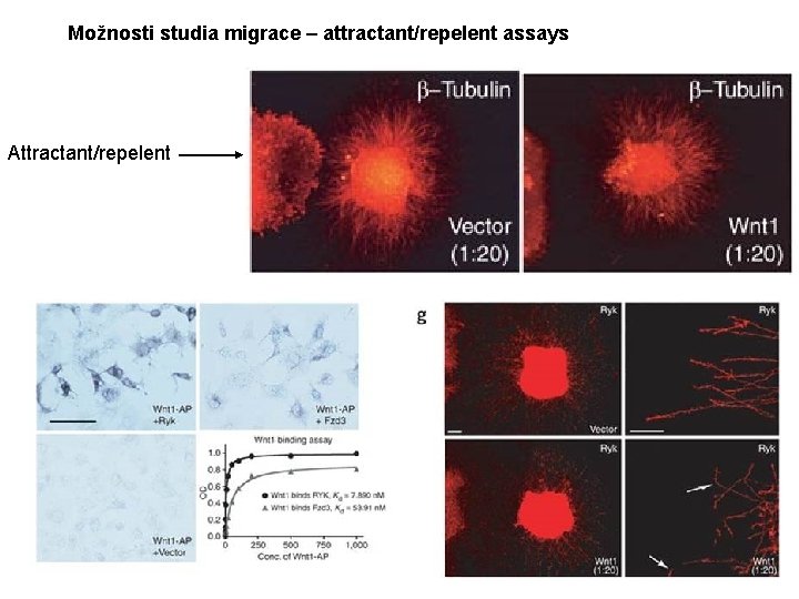Možnosti studia migrace – attractant/repelent assays Attractant/repelent 
