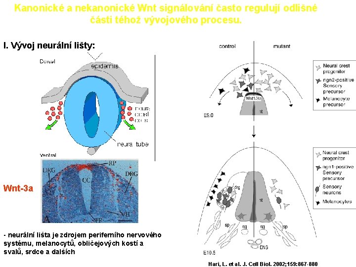 Kanonické a nekanonické Wnt signálování často regulují odlišné části téhož vývojového procesu. I. Vývoj
