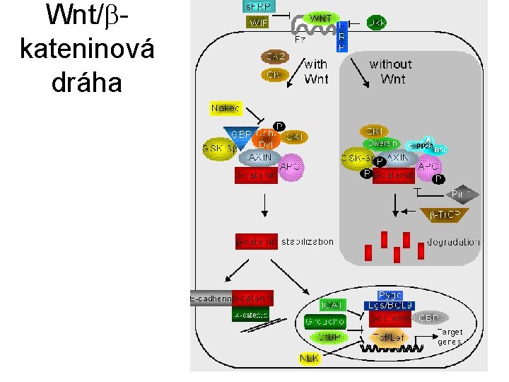 Wnt/ kateninová dráha 