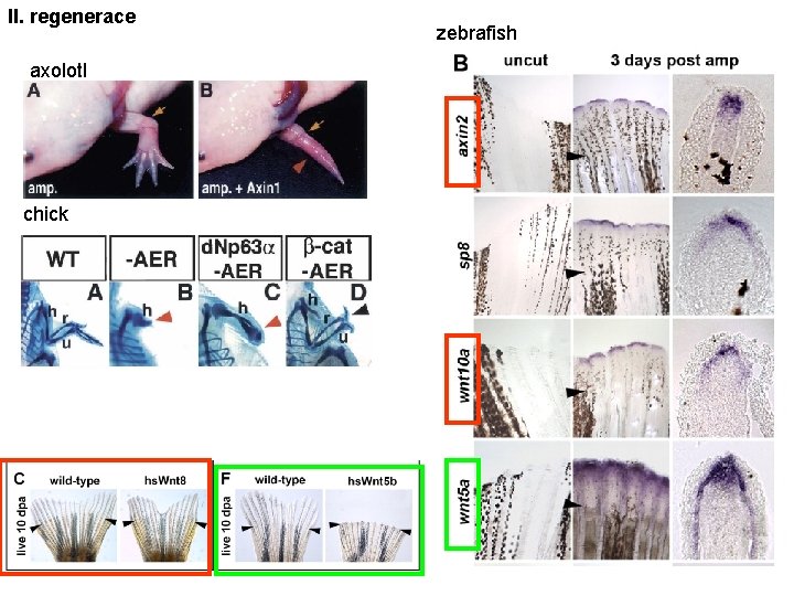 II. regenerace axolotl chick zebrafish 