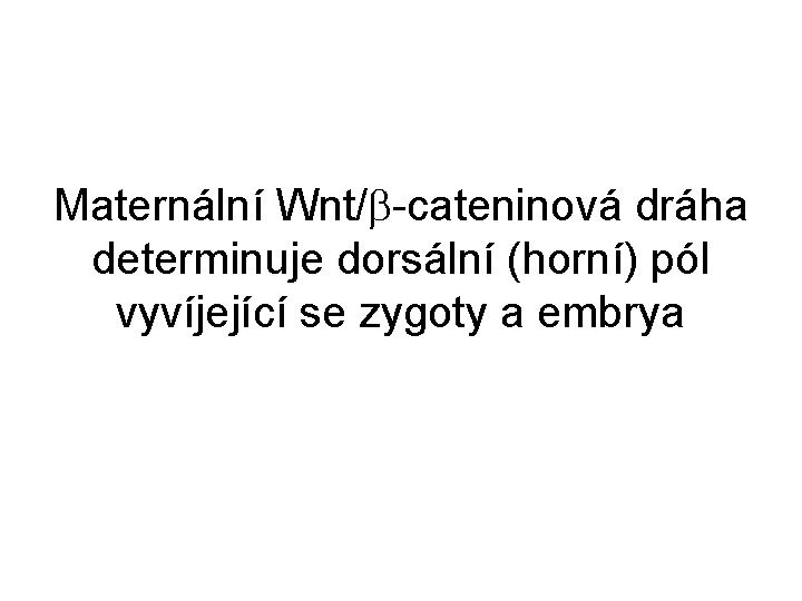 Maternální Wnt/ -cateninová dráha determinuje dorsální (horní) pól vyvíjející se zygoty a embrya 