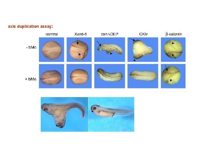 axis duplication assay: 