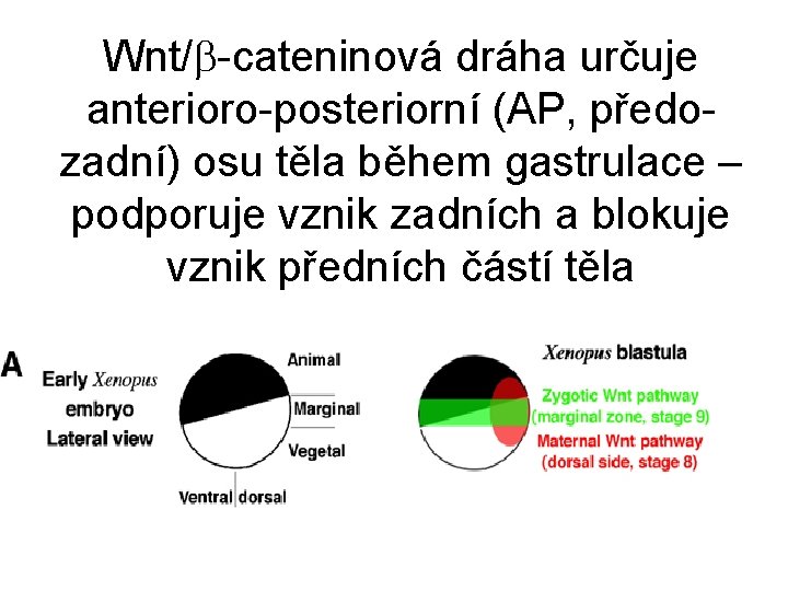 Wnt/ -cateninová dráha určuje anterioro-posteriorní (AP, předozadní) osu těla během gastrulace – podporuje vznik