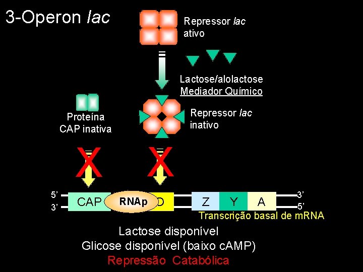 3 -Operon lac Repressor lac ativo Lactose/alolactose Mediador Químico Repressor lac inativo Proteína CAP