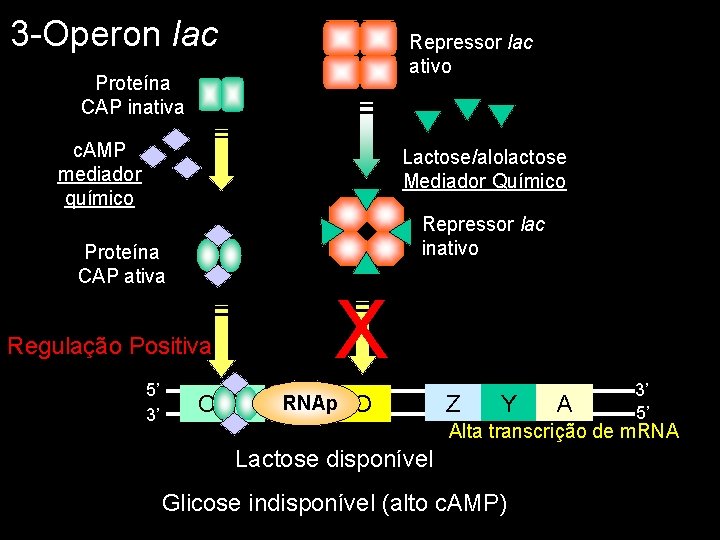 3 -Operon lac Repressor lac ativo Proteína CAP inativa c. AMP mediador químico Lactose/alolactose