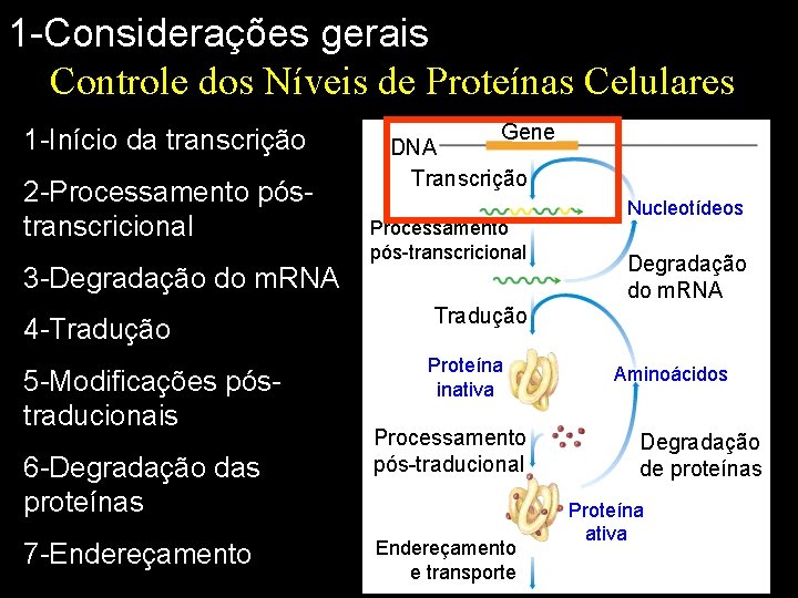 1 -Considerações gerais Controle dos Níveis de Proteínas Celulares 1 -Início da transcrição 2