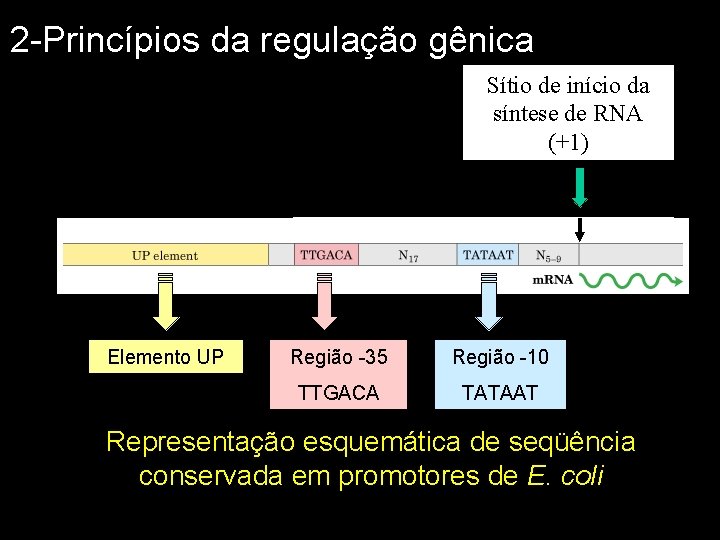 2 -Princípios da regulação gênica Sítio de início da síntese de RNA (+1) Elemento