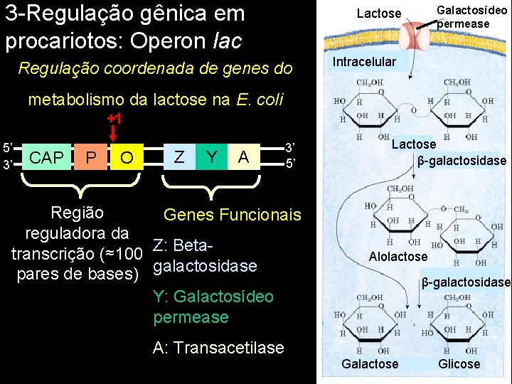 3 -Regulação gênica em procariotos: Operon lac Galactosídeo permease Lactose Regulação coordenada de genes