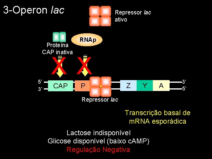 3 -Operon lac Proteína CAP inativa 5’ 3’ Repressor lac ativo RNAp XX CAP