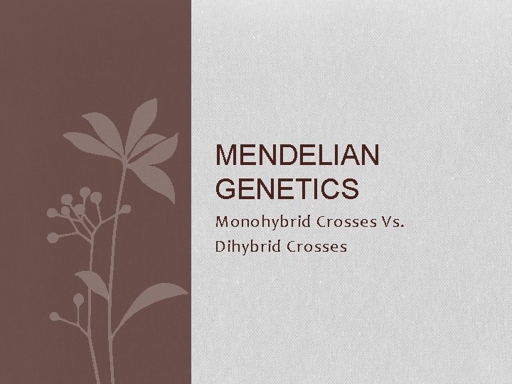 MENDELIAN GENETICS Monohybrid Crosses Vs. Dihybrid Crosses 