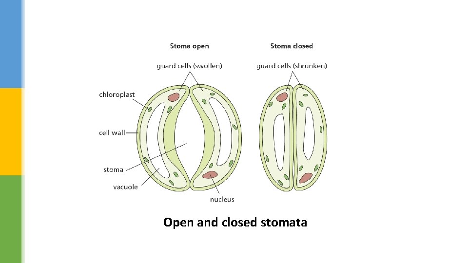 Open and closed stomata 