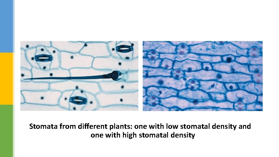 Stomata from different plants: one with low stomatal density and one with high stomatal