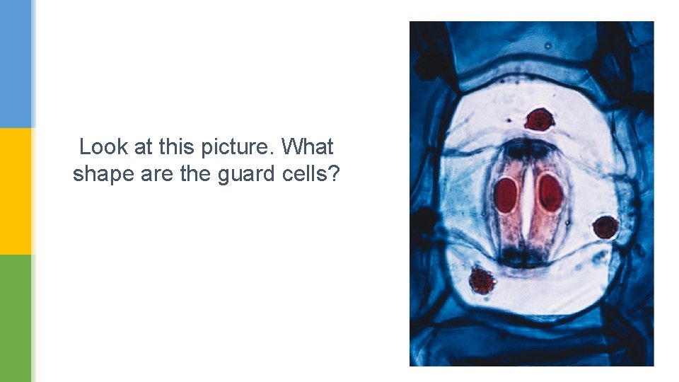 Look at this picture. What shape are the guard cells? 
