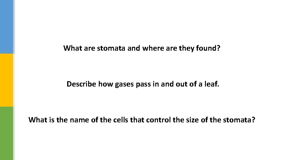 What are stomata and where are they found? Describe how gases pass in and