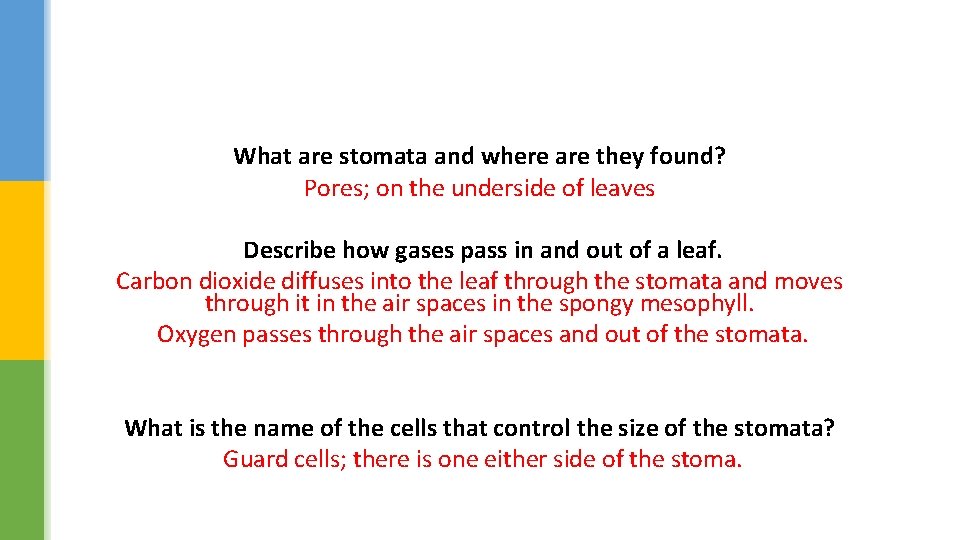 What are stomata and where are they found? Pores; on the underside of leaves