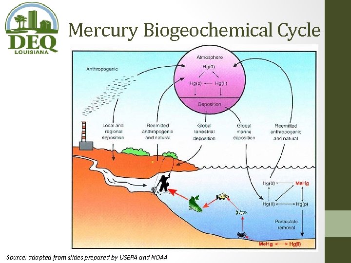 Mercury Biogeochemical Cycle Source: adapted from slides prepared by USEPA and NOAA Mercury Biogeochemical Cycle Source: adapted from slides prepared by USEPA and NOAA