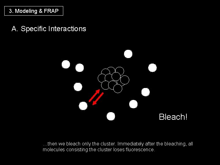 3. Modeling & FRAP A. Specific Interactions Bleach! …then we bleach only the cluster.