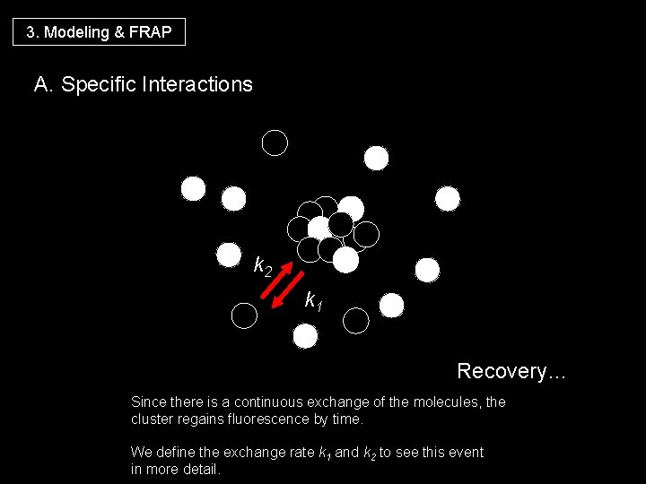 3. Modeling & FRAP A. Specific Interactions k 2 k 1 Recovery… Since there