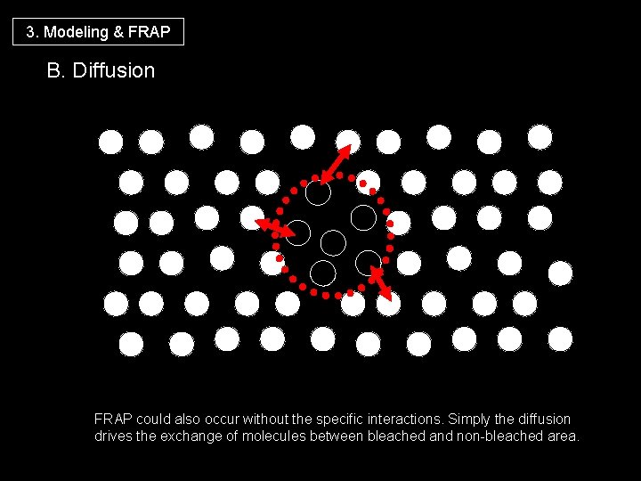 3. Modeling & FRAP B. Diffusion FRAP could also occur without the specific interactions.