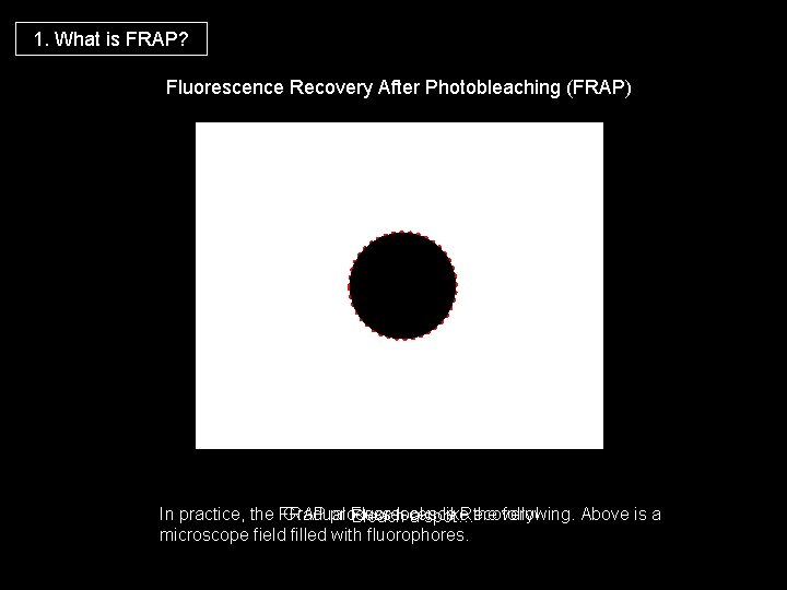 1. What is FRAP? Fluorescence Recovery After Photobleaching (FRAP) In practice, the FRAP process