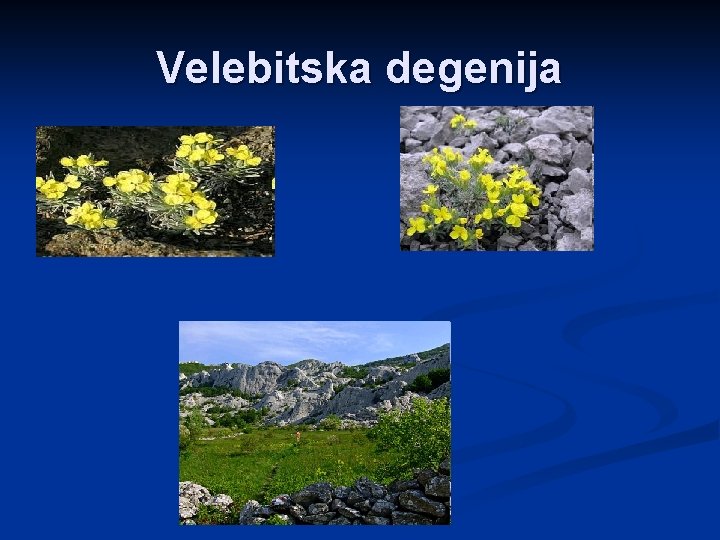 Velebitska degenija 