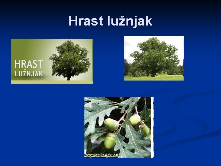 Hrast lužnjak 