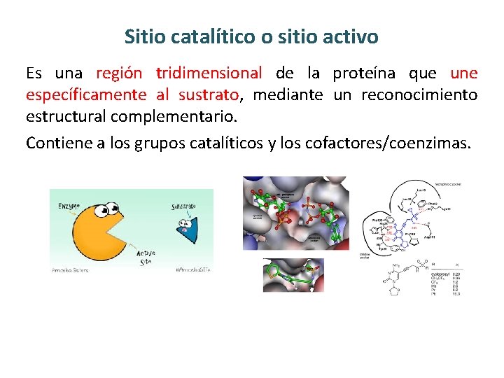 Sitio catalítico o sitio activo Es una región tridimensional de la proteína que une