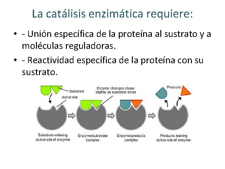 La catálisis enzimática requiere: • - Unión específica de la proteína al sustrato y